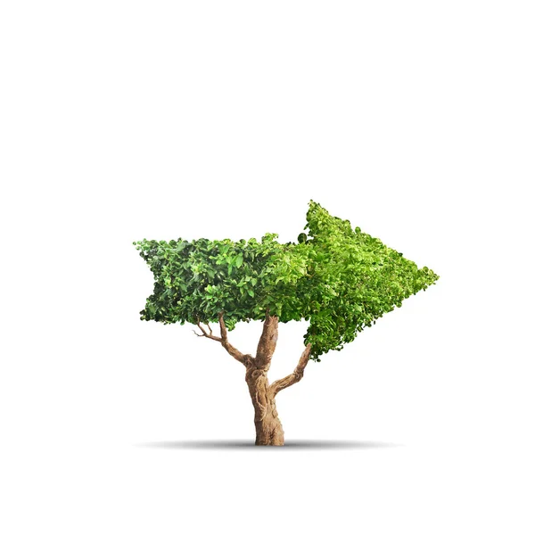 Árbol crece en forma de flecha sobre fondo blanco. Concepto imagen de negocio — Foto de Stock