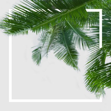 Yeşil palmiye yaprakları beyaz arka plan üzerinde olduğunu