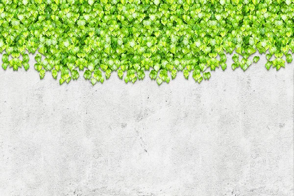 Frühlingsgrüne Blätter über Betonmauer Hintergrund — Stockfoto