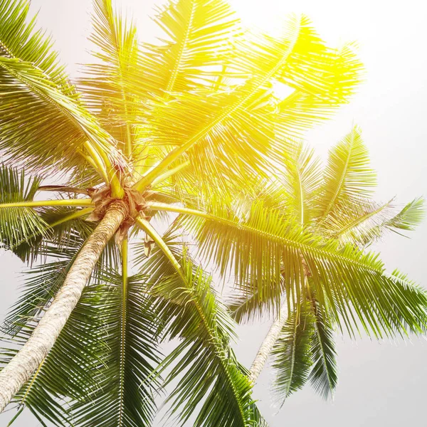 Spiaggia tropicale con palme. Bellissimo mare natura sfondo — Foto Stock