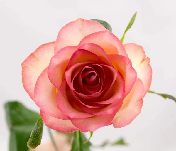 pink rose on white background