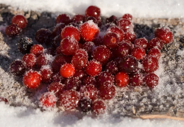 Berry cranberry winter in the snow — Stock Photo, Image