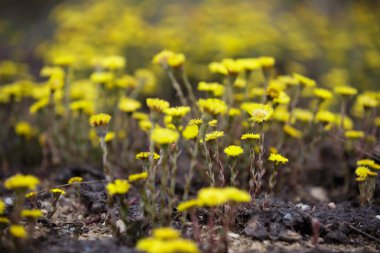 Sibirya ormanları bahar bahar kır çiçekleri