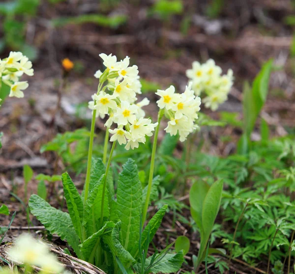 Printemps fleurs sauvages au printemps dans les forêts de Sibérie — Photo