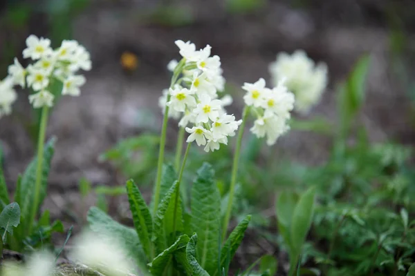 Primavera flores silvestres na primavera nas florestas da Sibéria — Fotografia de Stock