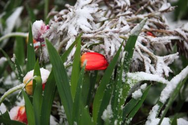Mayıs ayında, bir gecede Sibirya'da bahar anormal hava kapalı kar ve çiçekli ile