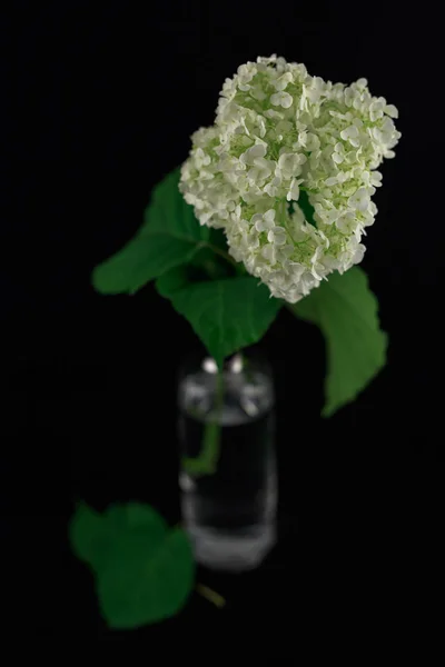 flower hydrangea isolated on a black background in a vase with c