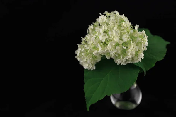 flower hydrangea isolated on a black background in a vase with c