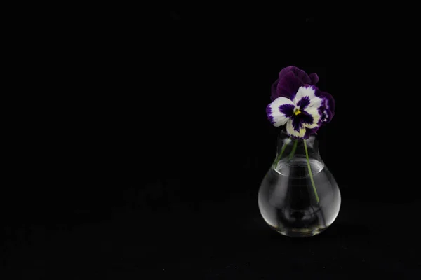 Linda roxo flores violetas em um fundo preto isolado em — Fotografia de Stock