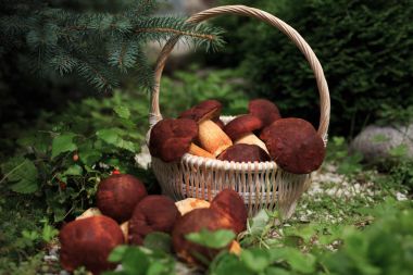 beyaz mantar bir sepet içinde ile ormanda yazında 