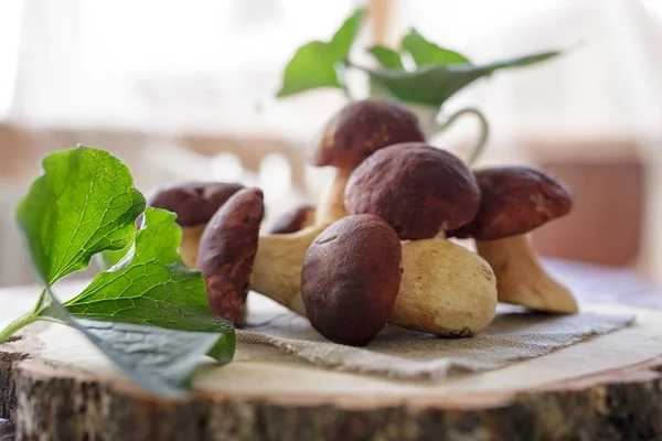 beyaz mantar bir sepet içinde ile ormanda yazında 