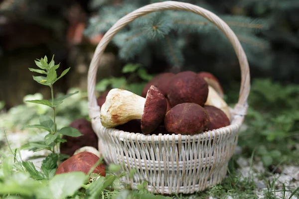 beyaz mantar bir sepet içinde ile ormanda yazında 