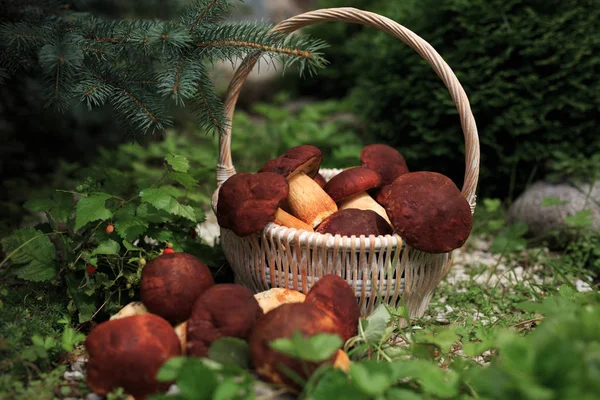 beyaz mantar bir sepet içinde ile ormanda yazında 