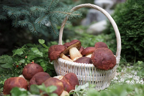 beyaz mantar bir sepet içinde ile ormanda yazında 