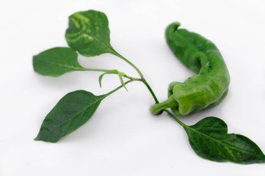 taze yeşil biber ile kök izole adam üzerinde yaprak