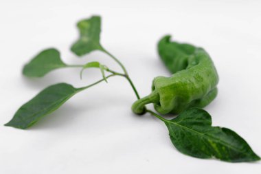 taze yeşil biber ile kök izole adam üzerinde yaprak