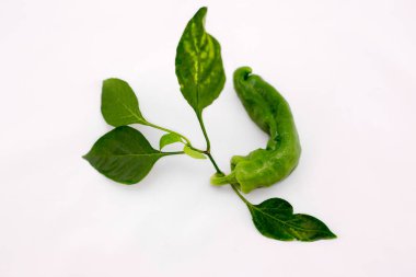 taze yeşil biber ile kök izole adam üzerinde yaprak