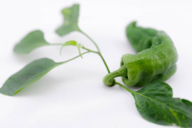 taze yeşil biber ile kök izole adam üzerinde yaprak