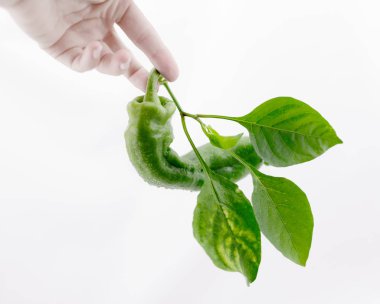 taze yeşil biber ile kök izole adam üzerinde yaprak