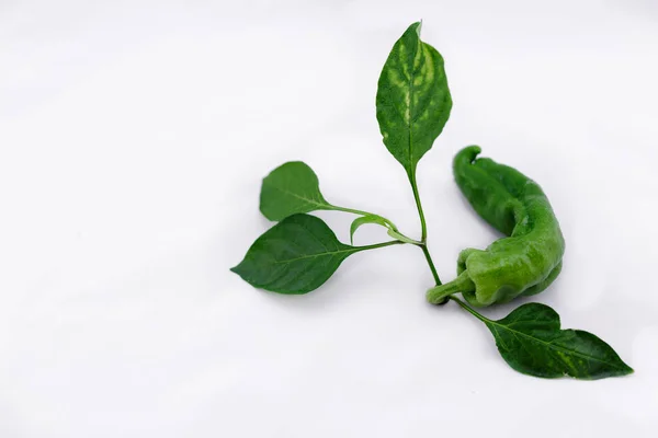 Fresh green pepper with leaves on the stem on isolated backgroun — Stock Photo, Image