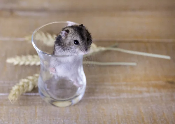 Hamster i en glasbägare på en yta av trä med vete stjälkar — Stockfoto