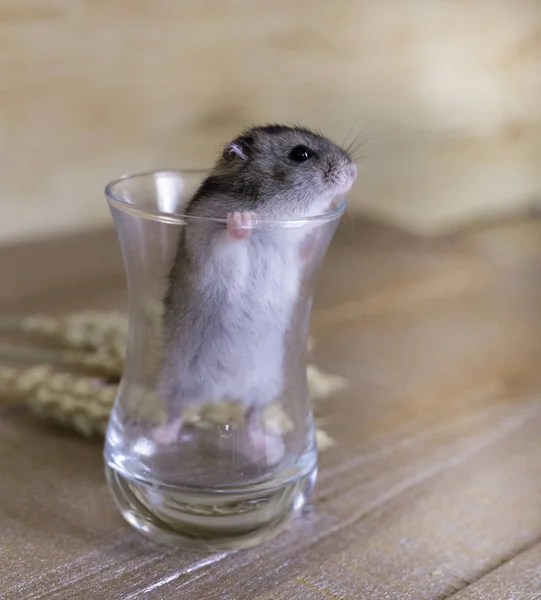 Hamster in a glass beaker on a wooden surface with wheat stalks — Stock Photo, Image