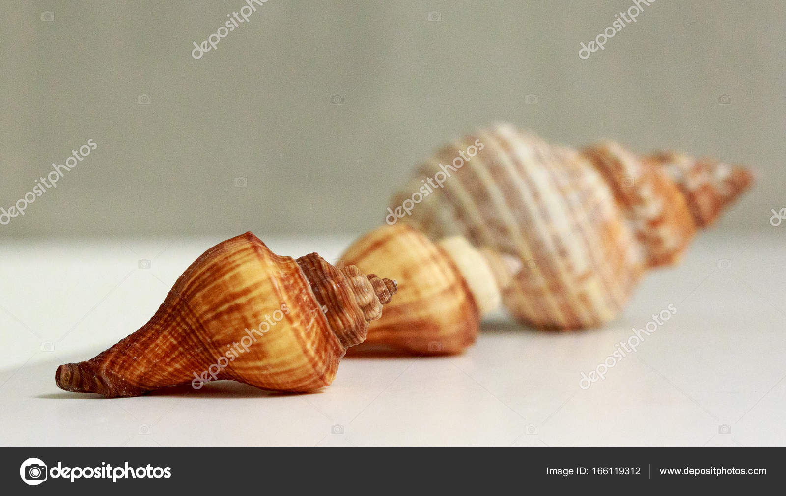 Seashells Bath Decor In Nautical Style Stock Photo