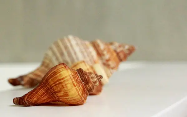 Conchas, decoração de banho em estilo náutico — Fotografia de Stock