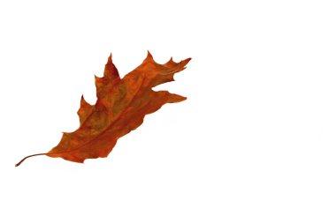 wilted red maple autumn leaves on a white background. an isolate clipart