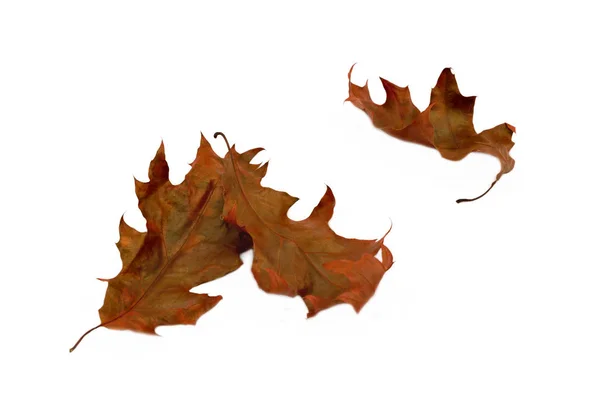 Zwiędłe czerwony klon jesiennych liści na białym tle. izolowany — Zdjęcie stockowe