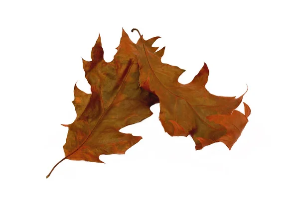 Zwiędłe czerwony klon jesiennych liści na białym tle. izolowany — Zdjęcie stockowe
