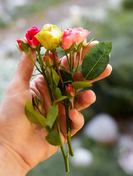 tea roses, small bouquet in the hands of nature.