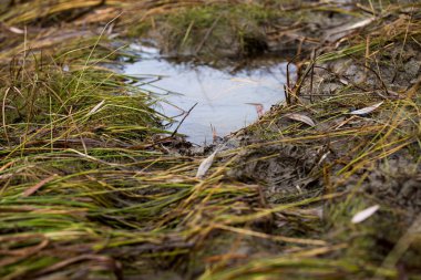 kir. Sonbahar çamur, su birikintileri, kirli yere.