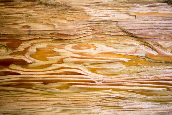 Wooden texture, bright yellow wood in the cut.background — Stock Photo, Image