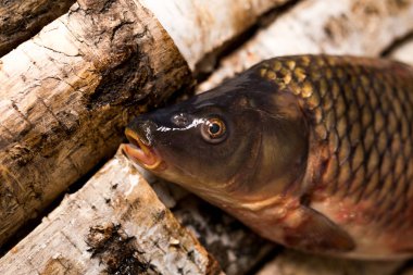taze balık sazan ve sadece ahşap yüzeyde yakalanan sazan. 