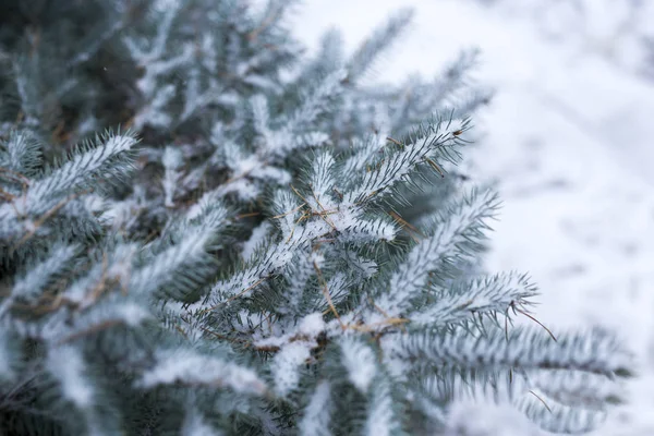 Голубая ель в снегу в лесу, зима, Рождество фон . — стоковое фото