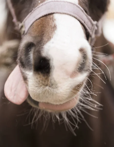 Funny horse-face with its tongue hanging out a carrot, funny hor — Stock Photo, Image