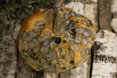 şımarık çürük pumpkin.winter hisse senedi, kötü bir şekilde depolanan