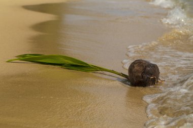 tropik sahilde büyüyen Hindistan cevizi Filiz