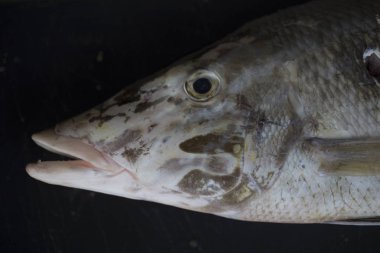 deniz balık yakın çekim, deniz balıkçılığı