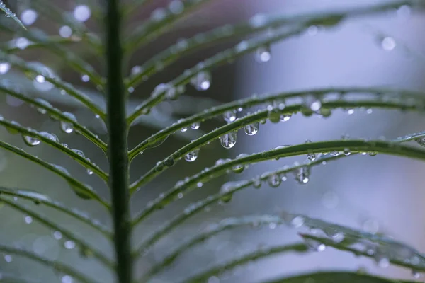 Tropfen Wasser Auf Grünem Blatt Nach Regen Mit Naturhintergrund Makro — Stockfoto