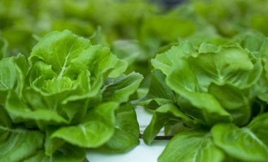 yeşil salata bitkileri büyüme sebze Garden