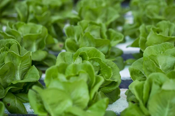 yeşil salata bitkileri büyüme sebze Garden