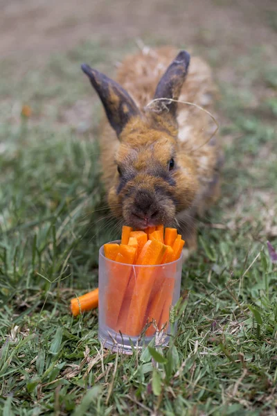 Mouillé après la pluie lapin manger des carottes — Photo