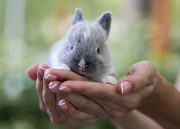 Kleine konijn in vrouwelijke handen op de achtergrond van de natuur — Stockfoto