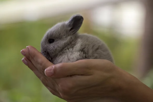 Kleine konijn in vrouwelijke handen op de achtergrond van de natuur — Stockfoto