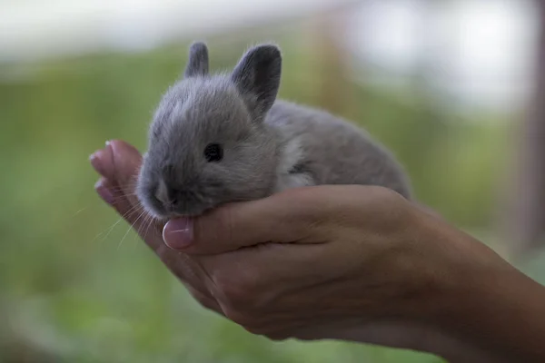 Petit lapin dans les mains féminines sur fond de nature — Photo