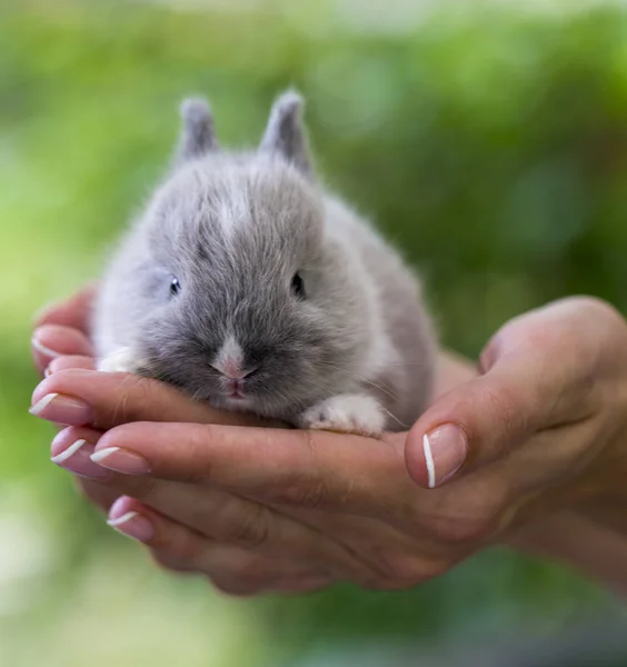 Kleine konijn in vrouwelijke handen op de achtergrond van de natuur — Stockfoto
