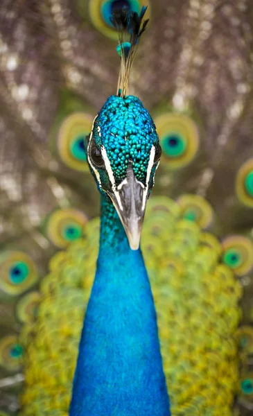 Tavus kuşu tavus kuşu kuyruk ile yakın çekim