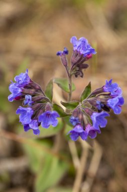 Bahar flowers.blooming çiçek tomurcukları, genç bahar flor vuruyor